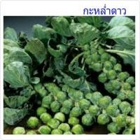ราคา เมล็ดพันธุ์ผัก กะหล่ำดาว(H) Brussels Sprouts พร้อมคำแนะนำการเพาะเมล็ด (1717731102)
