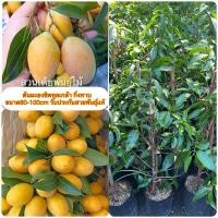 ราคา ต้นมะยงชิดทูลเกล้า กิ่งทาบ ขนาด60-80cm เป็นกิ่งทาบโตเร็วออกลูกไวรับประกันสายพันธุ์แท้ (6966007813)