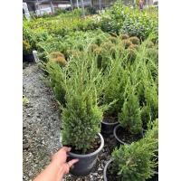 ราคา สนมังกร กระถาง8 นิ้วสนมังกร ไม้รั้วกรองฝุ่นชื่อมงคลทรงพุ่มสวยHollywood Juniper, everygreen tree, Juniper Berries (26919185904)