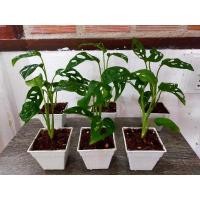 ราคา ต้นพลูฉลุในกระถางสีขาว (5891926235)