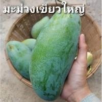 ราคา ต้นมะม่วงเขียวใหญ่ เสียบยอด (19684260737)