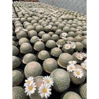 ราคา Mamilaria Lenta แมมเลนต้าชำหน่อกระถาง 2 นิ้ว (25012795700)