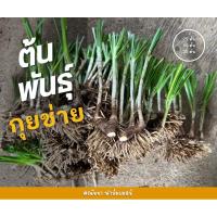 ราคา ต้นพันธุ์กุยช่าย กุยช่ายเขียว (23752761707)