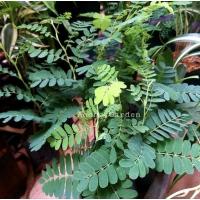 ราคา ต้นกล้ามะขาม เหมาะสำหรับดัด ทำบอนไซ ทำตอ เสียบยอด (22659513762)