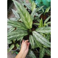 ราคา อโกนีมา​ (Algonema) ไม้ใบ ต้นรวยเงิน ไม้มงคล ส่งเสริมค้าขายร่ำรวย กระถาง​8" (2977580289)