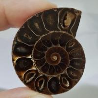 ราคา หอยแอมโมไนต์ Ammonite shell fossil หอยล้านปี แอมโมไนต์ หินแห่งความสมบูรณ์ หอยแอมโมไนต์ผ่าครึ่งตัว หอยล้านปี คตหอย (29108406838)
