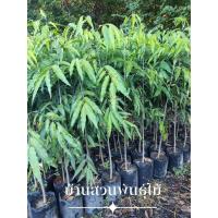 ราคา ต้นอโศกเซนต์คาเบรียล อโศกอินเดีย ต้นเพาะเมล็ด สูง 1.1-1.3 เมตร (23549841432)