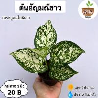 ราคา ต้นอัญมณีขาว จัดส่ง 2 ต้นขึ้นไป คละแบบได้ (17180733040)