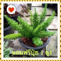 ราคา ต้นปริกหางกระรอก ต้นหางกระรอก (11794132416)