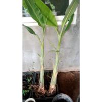 ราคา กล้วยเทพพนมหน่อขุดสดพร้อมปลูก (20805031251)