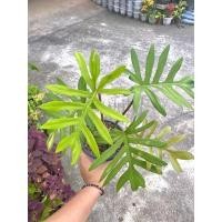 ราคา ฟิโลเดนดรอน ซานาดู (Philodendron Xanadu) (13644161159)