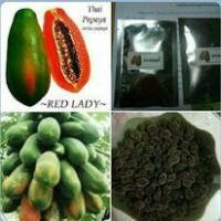 ราคา เมล็ดพันธุ์มะละกอเรดเลดี้หวานมากชุด50เมล็ด70บาทพร้อมคู่มือเพาะปลูก (12561297906)