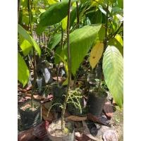 ราคา ต้นละไม(เสียบยอด)ถุงใหญ่ (18439357831)