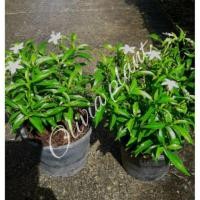 ราคา ต้นดอกพุดศุภโชค (เขียว) ไม้มงคล ขนาดต้นสูง 30-40 cm. (2ต้น/แพ็ค) (6635304060)