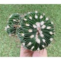 ราคา พร้อมส่งคลื่นสมองขนปุยคริสแฝดแคคตัสหายาก‼️น่าสะสม ขนาด 12 cm (23902536414)