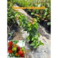 ราคา ต้นมะยมแดงหรือต้นมะยมฝรั่ง (เชอรี่สเปน) มีรสชาติ เปรี้ยวจี๊ดจ๊าด (25715554633)