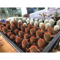 ราคา คามิเน่แดง คามิเน่ขาว คามิเน่เหลือง Mammillaria Camenae (10937831922)