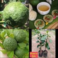 ราคา (2ต้น) ต้นส้มซ่า ส้มซ่า เสียบยอด / happy (19276478862)