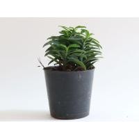 ราคา ต้นไม้มงคล ต้นไม้ฟอกอากาศ ต้นบันไดเศรษฐี (8514629016)