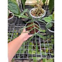 ราคา philodendron polypodioides (กุ้งฝอย) ไม้วางข้อ (23126018574)