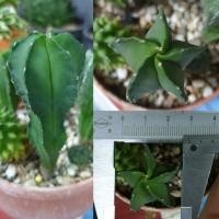 ราคา กระบองเพชร Astrophytum Myriostigma 4 ต้น (4031910518)