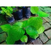 ราคา ต้นชะพลู ต้นกล้าชะพลู พร้อมส่ง (13236583007)