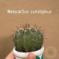 ราคา melocactus curvispinus เมโลเเคคตัส *ภาพสุดท้านเป็นภาพตอนโตจากเน็ต เเคคตัส กระบองเพชร cactus&succulent (40005937186)