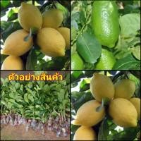 ราคา (1ต้น)vาย ต้นพันธุ์) ต้น เลมอน พันธุ์ ยูเรก้า Eureka Lemons มะนาว ต้นมะนาว กิ่งตอน ไร่อิงดาว (15343858566)