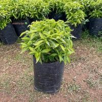 ราคา พุดศุภโชค ใบทอง Crape Jasmine ต้นพุดศุภโชค พุดเเคระ ไม้ประดับ (รับประกัน ส่งใหม่ฟรี หากสินค้าเเสียหาย!!) (42364393381)