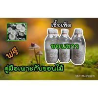 ราคา เชื้อเห็ดขอนขาว เมล็ดข้าวฟ่าง ชุด 10 ขวด พร้อมคู่มือเพาะกับขอนไม้ (17231742172)