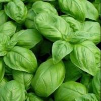 ราคา ✨โหระพา อิตาเลี่ยน แซ่บเวอร์(เมล็ดพันธุ์)​ (2276719510)