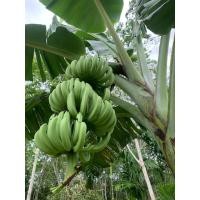 ราคา หน่อกล้วยหอมทองแท้ ต้นเตี้ย (25096766404)