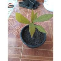 ราคา ต้นจิก ต้นจิกน้ำ ต้นจิกนา ต้นกระโดนน้ำ เกสรสีแดง ไม้ยืนต้น ใบอ่อนกินได้ (40966513217)