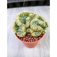 ราคา แมมนิ้วทองคริส (Cactus) (4840952076)