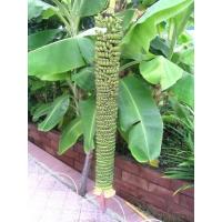 ราคา หน่อกล้วยร้อยหวี กล้วยมงคล กล้วยแปลกประดับ (23420120282)