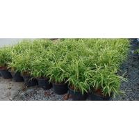 ราคา ต้นไผ่แมว ไผ่เงิน หญ้าแมว 4ถุง ขนาด6นิ้ว พุ่มสวย ต้นแข็งแรง (16230404130)