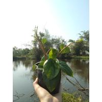 ราคา ต้นพันธุ์พลูพร้อมปลูกในถุงดำ 29 บาท พลูใช้กินกับหมาก งานมงคลพิธี บูชาพระ บูชาเทพ จัดหิ้งไหว้พระ (5080814690)