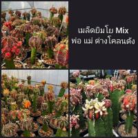 ราคา เมล็ดยิมโนด่าง Mix จากพ่อแม่พันธุ์เกรดA (7688555083)