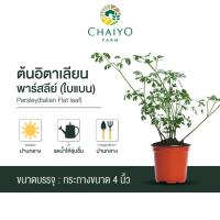 ราคา ต้นอิตาเลียนพาร์สลีย์(ใบแบน) ออร์แกนิค Parsley(Italian Flat leaf) กระถาง 4 นิ้ว และ 6 นิ้ว (3150849633)