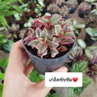ราคา เกล็ดทับทิม ขนาดกระถาง 3" สั่งขั้นต่ำ 2 ต้นขึ้นไป สามารถคละกับต้นอื่นได้นะคะ (3937511741)