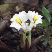 ราคา 2 เหง้า ว่านราคะ ว่านดอกทอง มหาอุดม (8913819527)