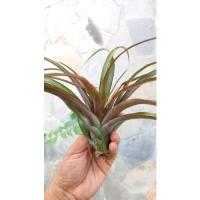 ราคา Tillandsia capitata 'Red' ทิลแลนเซีย สับปะรดสี สัยปะรดอากาศ ทิลแลนด์เซีย airplant คาปิตาต้า เรด (4453079042)