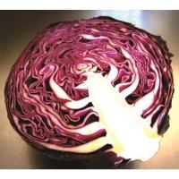 ราคา ต้นพันธุ์ กะหล่ำปลีม่วง Red cabbage ถุงดำ 29 บาท พร้อมปลูก กะหล่ำปลี สีม่วง กะหล่ำแดง กะหล่ำปลีม่วง purple cabbage (15013099595)