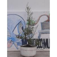 ราคา ต้นเกล็ดปลาหมอใบละเอียดไม้ปักชำเข้าลวดเดจัดทรงลีลาบัณฑิตอายุประม่ณ3ปีขนาดเล็ก (29832570002)