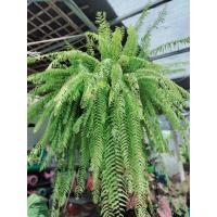 ราคา เฟิร์นสไบนาง (ก้านแข็ง)1มัด รับประกันความสด) (17891760551)