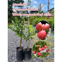 ราคา ต้นมะนาวโห่ญี่ปุ่น 1 ชุด = 2 ต้น มะนาวโห่หวานญี่ปุ่น มะนาวโห่พันธุ์หวาน (21810193034)