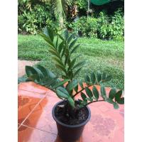 ราคา กวักมรกต ไม้มงคล กระถาง7.5นิ้ว (7654748019)