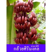 ราคา กล้วยนาก หน่อกล้วยนาก กล้วยแห้งโชคลาภศิริมงคล สีแดงทั้งเคลือ ( 1 หน่อ) จากสวนที่ปลูกมากที่สุดในประเทศไทย (16780726486)