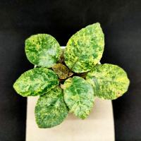 ราคา มะพร้าวทะเลทรายใบกลมด่าง(d.foetida var) (13474785581)