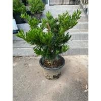 ราคา ต้นสนใบพาย (Podocarpus polystachyus) ใบเรียวยาวสีเขียวเข้ม ฟอร์มสวย (26993265236)